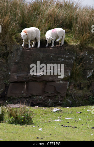 Zwei Welsh Lämmer auf einem Felsen in den Brecon Beacons National Park, Wales, Großbritannien Stockfoto