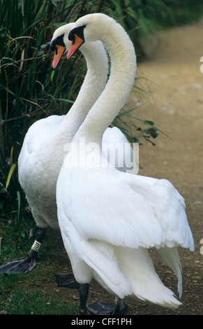 Paar von Mute Schwäne paar Bindung an Abbotsbury Swannery, Dorset, Oktober Stockfoto