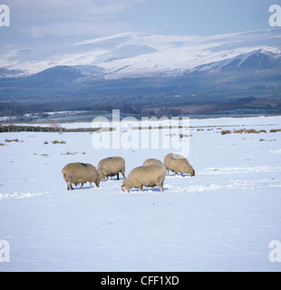 North Country Maultiere Schafbeweidung im Schnee Westmorland Landschaft im winter Stockfoto