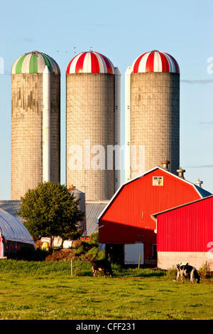 Milchviehbetrieb, Truro, Neuschottland, Kanada Stockfoto