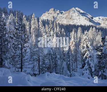 Fichtenwald vor Monte Cristallo Berg im Sonnenlicht, Alto Adige, Südtirol, Italien, Europa Stockfoto