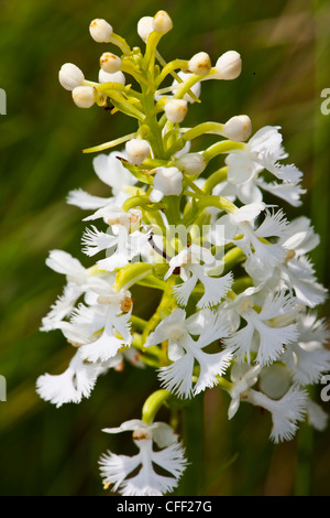 Weiße Fransen Orchidee (Platanthera Leucophaea) Stockfoto