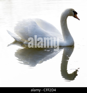 Stummschalten von Schwan (Cygnus Olor) schwimmen durch Nebel über stilles Wasser Stockfoto