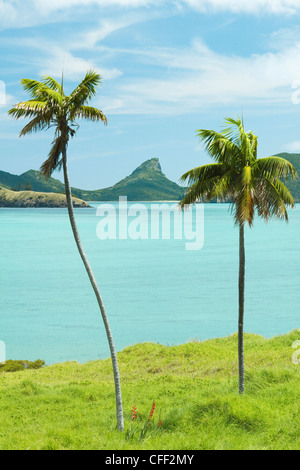 Endemische Kentia Palmen, Tasmansee, Lord-Howe-Insel, New-South.Wales, Australien Stockfoto