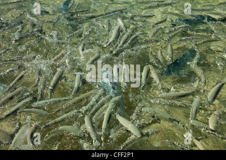 Fischfütterung auf Neds Strand, Tasmansee, Lord Howe Island, New South Wales, Australien Stockfoto