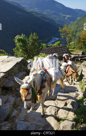 Maultier Zug auf Wanderung von Ghandruk nach Nayapul, Annapurna Sanctuary Region, Nepal, Asien Stockfoto