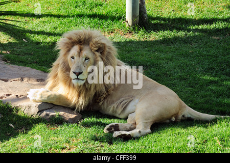 Captive männlicher Löwe (Panthera Leo), Cango Wildlife Ranch in der Nähe von Oudtshoorn, Western Cape, Südafrika Stockfoto