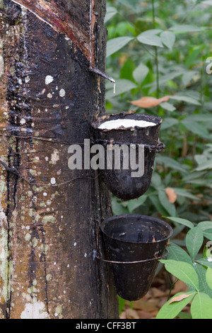 Latex aus ein gezapftes Gummibaum, Dukoue, Elfenbeinküste, Côte d ' Ivoire, Westafrika Stockfoto