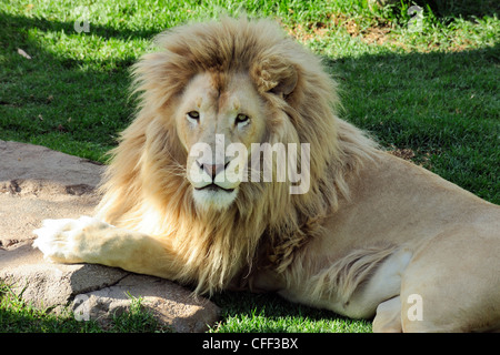 Captive männlicher Löwe (Panthera Leo), Cango Wildlife Ranch in der Nähe von Oudtshoorn, Western Cape, Südafrika Stockfoto