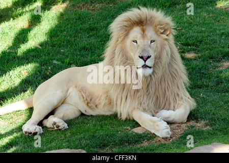 Captive männlicher Löwe (Panthera Leo), Cango Wildlife Ranch in der Nähe von Oudtshoorn, Western Cape, Südafrika Stockfoto