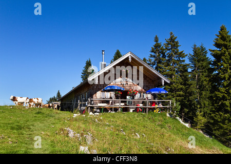 Berghütte Sonnbergalm mit Kühen im Sonnenlicht, Mangfall Berge, Oberbayern, Deutschland, Europa Stockfoto