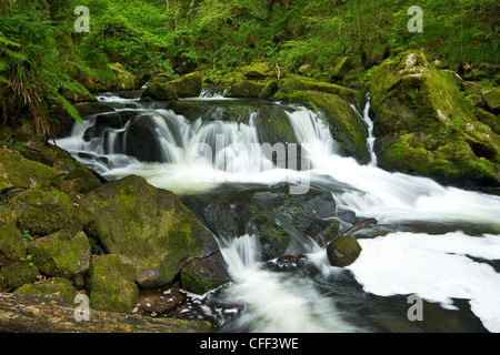 Fluss Fowey bei Golitha fällt National Nature Reserve, Traubeneichen Eichenwälder, Bodmin Moor, Cornwall, England, Vereinigtes Königreich Stockfoto