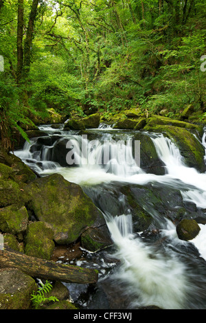 Fluss Fowey bei Golitha fällt National Nature Reserve, Traubeneichen Eichenwälder, Bodmin Moor, Cornwall, England, Vereinigtes Königreich Stockfoto