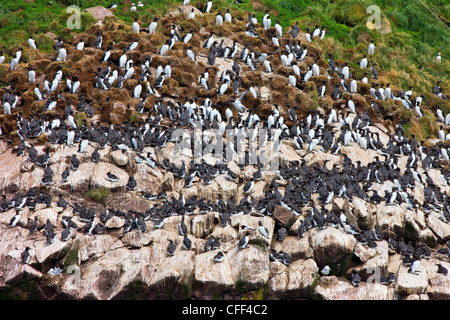 Gemeinsamen wärmeren, (Uria Aalge) nisten auf Möweninsel, Witless Bay Ecological Reserve, Newfound, Kanada Stockfoto