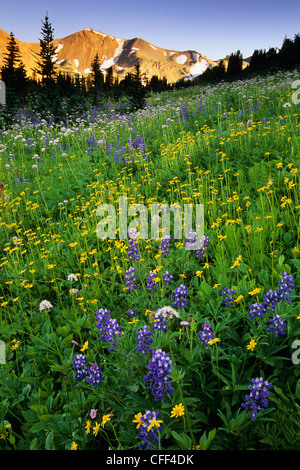 Lupine and Amica at Sunset, South Chilcotin Range, Taylor Basin, British Columbia, Canada. Stockfoto