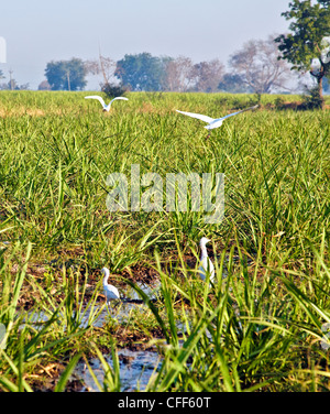 Porträt der Reiher, die Bewässerung auf ein Zuckerrohr Farm in Gujarat Indien Stockfoto