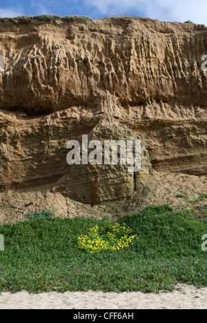 Erosion auf einem Sandstein Felsen sieht aus wie ein Gesicht, Ocean Beach, Kalifornien. © Craig M. Eisenberg Stockfoto