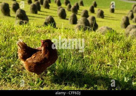 Huhn in einer Almwiese mit Heu Ballen, Val Pusteria, Südtirol, Italien, Europa Stockfoto