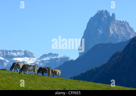 Kühe auf einer Almwiese im Herbst, Lajen, Valle Isarco, Südtirol, Italien, Europa Stockfoto