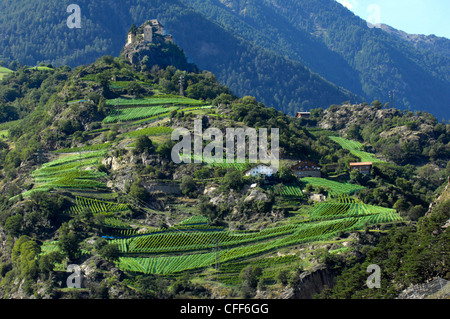 Schloss Juval über Weinberge, Schnals Tal, Vinschgau, Alto Adige, Südtirol, Italien, Europa Stockfoto