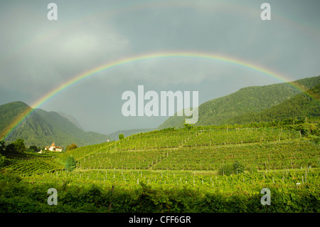 Regenbogen über Weinberge, Obermais, Meran, Südtirol, Südtirol, Italien, Europa Stockfoto