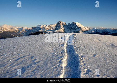 Spuren im verschneiten Berglandschaft in der Abendsonne, Alpe di Siusi, Langkofel, Alto Adige, Südtirol, Italien, Europa Stockfoto