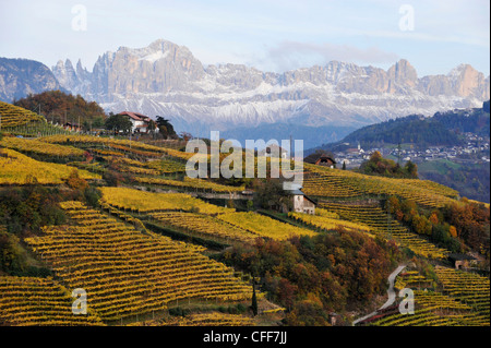 Bauernhöfe in der Weinregion, Rosengarten im Hintergrund Alto Adige, Südtirol, Italien Stockfoto