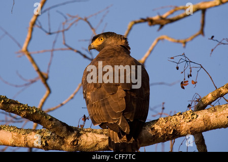 SCHLANGE-ADLER Stockfoto