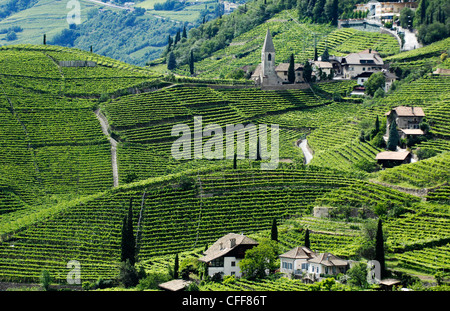 Weinberg und Häuser im Sonnenlicht, Bozen Rentsch, Dolomiten, Südtirol, Alto Adige, Italien, Europa Stockfoto