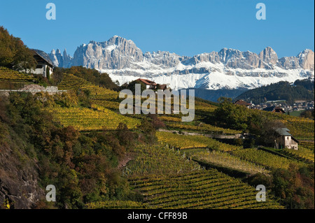 Weinberge vor Bergkette im Herbst, Dolomiten, Südtirol, Italien, Europa Stockfoto