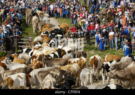 Vom Berg herab Rinderherde Weiden, Ritten, Rittner Horn, Südtirol, Alto Adige, Italien, Europa Stockfoto