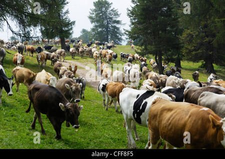Vom Berg herab Rinderherde Weiden, Ritten, Rittner Horn, Südtirol, Alto Adige, Italien, Europa Stockfoto