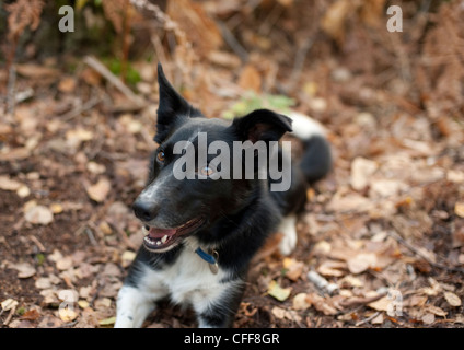 Ein niedliche schwarz-weiß Border-Collie Hund liegt gerne in Blätter lächelnd und wedelte mit seiner Zunge. Stockfoto