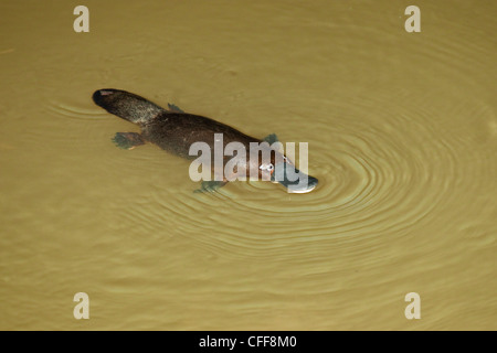 Schwimmen Duckbill Platypus, Ornithorhynchus Anatinus, Atherton Tablelands, Queensland, Australien Stockfoto