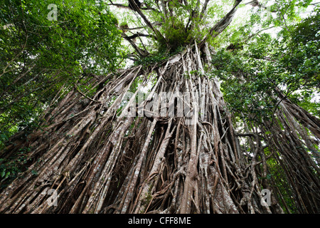 Würgefeige Baum im Regenwald, Curtain Fig Tree-Nationalpark, Atherton Tablelands, Queensland, Australien Stockfoto