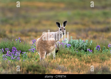 Red Kangaroo, Weiblich, Macropus Rufus, Flinders Ranges National Park, South Australia Stockfoto