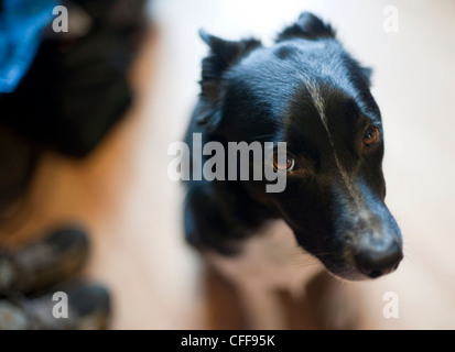 Ein süße Collie Hund in geringen Schärfentiefe mit den Ohren zurück schaut und Nase zum Kamera. Stockfoto