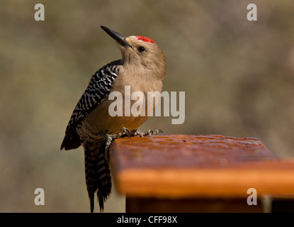 Männliche Gila Specht, Melanerpes Uropygialis. Arizona, USA. Stockfoto