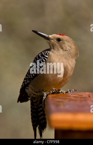 Männliche Gila Specht, Melanerpes Uropygialis. Arizona, USA. Stockfoto