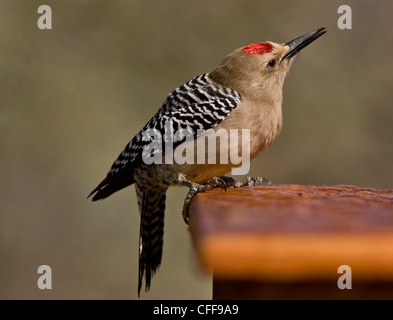 Männliche Gila Specht, Melanerpes Uropygialis. Arizona, USA. Stockfoto