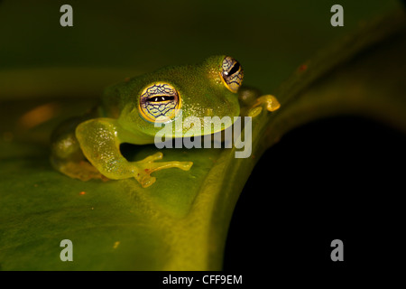 Stachelige Cochran Frosch, Teratohyla spinosa, nachts im Regenwald an Burbayar Naturschutzgebiet, Panama Provinz, Republik Panama. Stockfoto