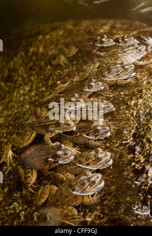 Tiefland Leopard Frösche, Lithobates Yavapaiensis, aufgereiht in Strom um Beute zu fangen. Sonora-Wüste. Arizona, USA Stockfoto