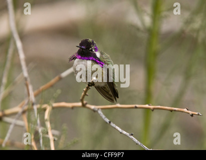 Costas Hummingbird, Männlich; Calypte besteht Arizona, USA Stockfoto