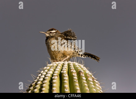 Kaktus-Zaunkönig, Campylorhynchus Brunneicapillus auf gigantischen Kaktus (Saguaro). Sonoran Wüste, Arizona, USA Stockfoto