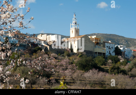 Parcent, Costa Blanca, Spanien, während Mandelbaum Blüte Saison Stockfoto