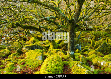 Wistman Holz-einen kleinen Rest des alten Waldes auf Dartmoor Devon Stockfoto