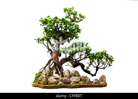 Immergrüne Bonsai auf weiß Stockfoto