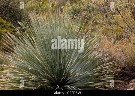 Sotol, Dasylirion Wheeleri; auch bekannt als Wüste Löffel. Arizona, USA Stockfoto