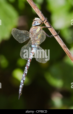 Männliche Migranten Hawker (aeshna Mixta) Dragonfly gehockt Stockfoto