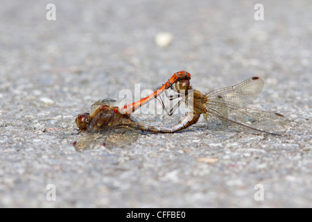 Passende paar Common darter (Sympetrum striolatum) Libellen Stockfoto